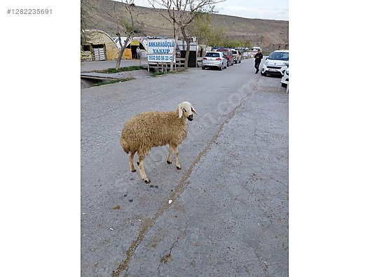Pets & Livestock / Small Livestock / Sheep