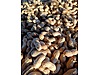 Used & Brand New Items / Foods & Feed / Dried Nuts