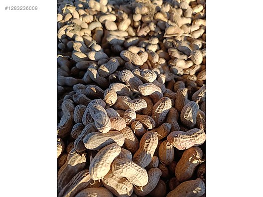 Used & Brand New Items / Foods & Feed / Dried Nuts