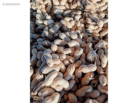 Used & Brand New Items / Foods & Feed / Dried Nuts