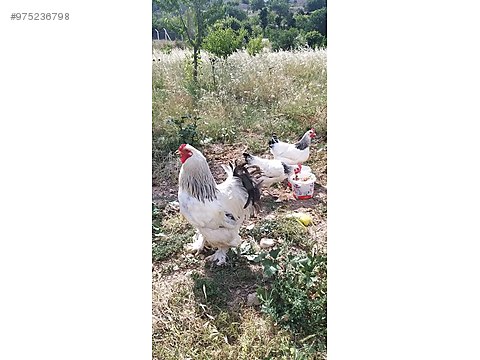 roosters satilik white brahma horoz at sahibinden com 975236798