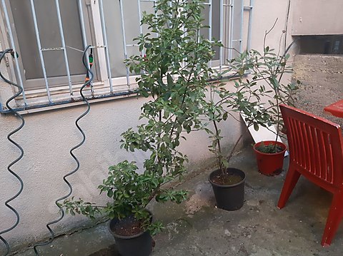 Dış Mekan ve Bahçe