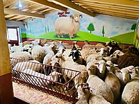 DEPODAN UYGUN FİYATA MALTEPE ADAK KURBAN SATIŞ VE KESİM YERİ #1273240179