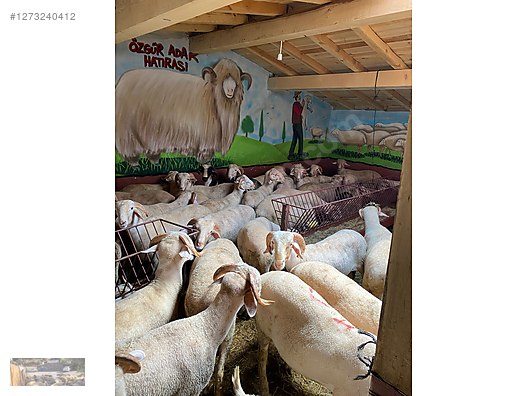 Pets & Livestock / Small Livestock / Rams