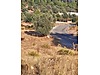 Muğla menteşe zeytinköy 1339m2 tarla