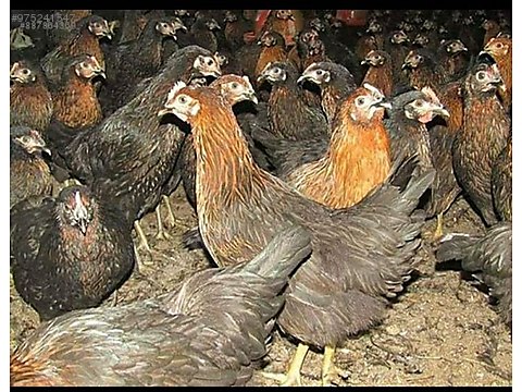 Phbcna3grb9cdm Phbcna3grb9cdm