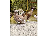 Ortahisar Satilik Kuluckalik Yumurta Cinsleri Ve Fiyatlari Sahibinden Com Da Ortahisar Satilik Kuluckalik Yumurta Cinsleri Ve Fiyatlari Sahibinden Com Da