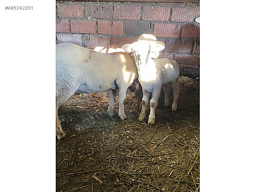 koyun 2 adet genc kuzulu koyun kuzular buyuktur sahibinden comda 985242201 koyun 2 adet genc kuzulu koyun kuzular buyuktur sahibinden comda 985242201