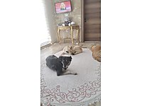 incekte oturan hayvan sever köpekli eve yardımcı bayan araniyor #1276242373