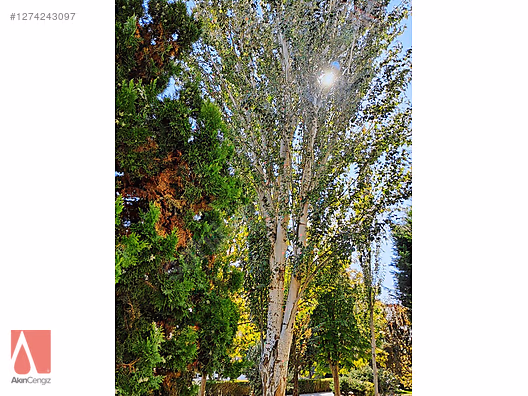 Kiralık Öncelikli!.ÜNİV.TOKİ KONUTLARININDA 170M2 3+1 LÜKS DAİRE #1274243097