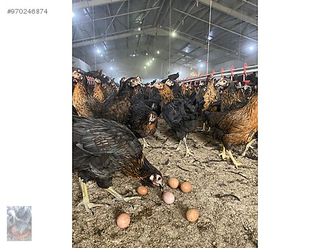 Tavuk Bu Fiyatlara Tavuk Kesinlikle Bulunmaz Hemen Ara Kapiniza Sahibinden Comda 970246874 Tavuk Bu Fiyatlara Tavuk Kesinlikle Bulunmaz Hemen Ara Kapiniza Sahibinden Comda 970246874