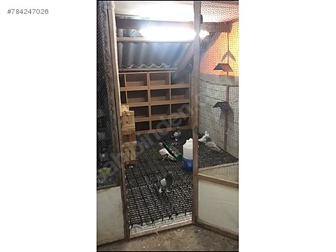 kiralik guvercin kumesi sahibinden comda 784247026 kiralik guvercin kumesi sahibinden comda 784247026