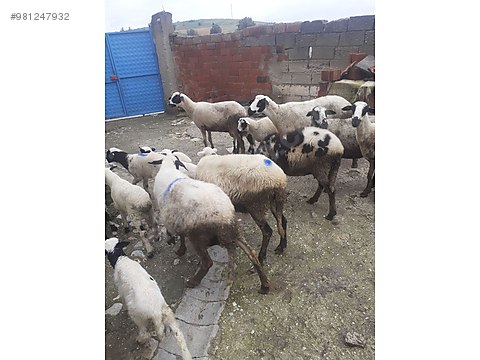 koyun kuzulu koyun sahibinden comda 981247932 koyun kuzulu koyun sahibinden comda 981247932
