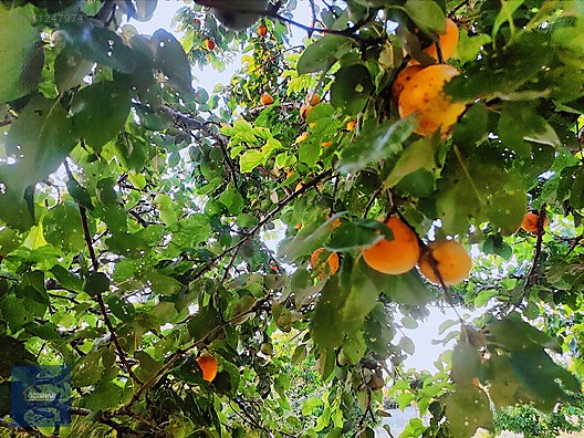 ÖZPINAR ,DAN ÇAVUŞ KÖYÜ SATILIK TARLA 19 800 M2 SU-YOL VAR #1261247974