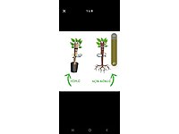 FINDIK FIDANI CESITLERI