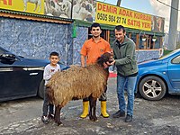 DEMİR ADAK KURBAN SATIŞ VE KESİM YERİ BEYLİKDÜZÜ #1283249828