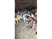 KARAPÜRÇEKTE ADAKLIK OĞLAK KUZU KOÇ-doğal süt yumurta hediye #1281250126