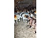 Pets & Livestock / Small Livestock / Sheep