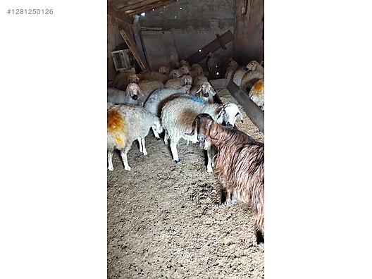 Pets & Livestock / Small Livestock / Sheep