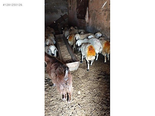 Pets & Livestock / Small Livestock / Sheep