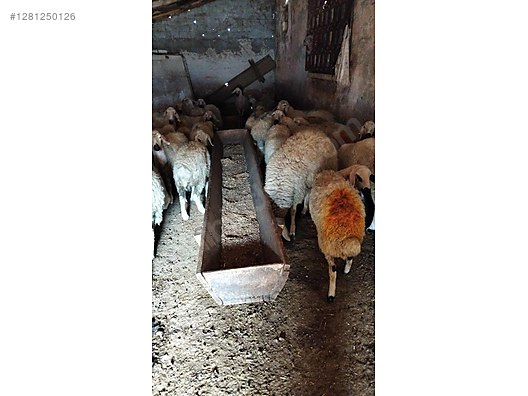 Pets & Livestock / Small Livestock / Sheep