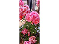 Sardunya ile Balkonlarınız renklensin