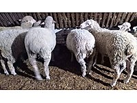 satilik kuzu cinsleri ve fiyatlari sahibinden com da