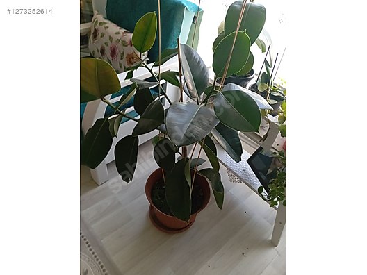 Used & Brand New Items / Garden & Home Improvement / Garden / Plants & Flowers / Flowering Plants