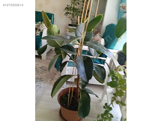 Used & Brand New Items / Garden & Home Improvement / Garden / Plants & Flowers / Flowering Plants