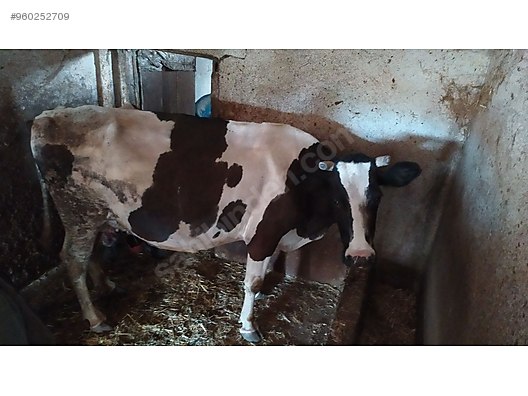 holstein inek ve buzagi turkiye nin ucretsiz ilan sitesi sahibinden com da 960252709