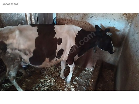 holstein inek ve buzagi turkiye nin ucretsiz ilan sitesi sahibinden com da 960252709