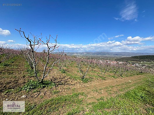 İNEGÖL HAMAMLIDA 8.800m2 KÖYE YAKIN ŞEFTALİ BAHÇESİ