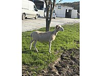 Etlik ve adaklık koç koyun kuzu oğlak #1283255016