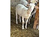 Pets & Livestock / Small Livestock / Sheep