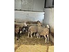 Pets & Livestock / Small Livestock / Sheep