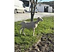 Pets & Livestock / Small Livestock / Sheep