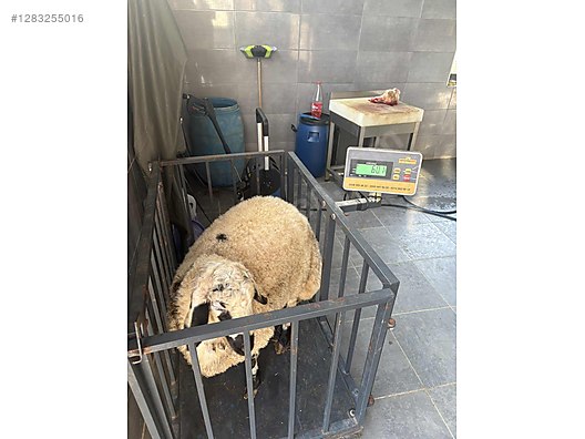 Pets & Livestock / Small Livestock / Sheep