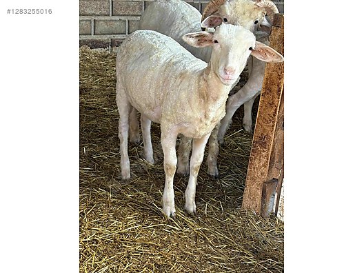 Pets & Livestock / Small Livestock / Sheep