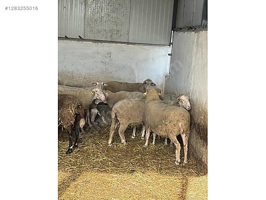 Pets & Livestock / Small Livestock / Sheep