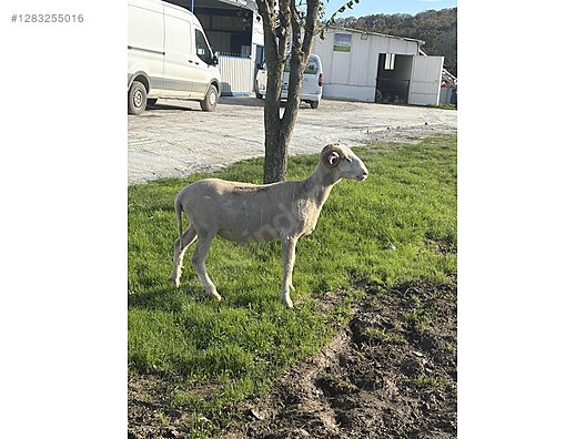 Pets & Livestock / Small Livestock / Sheep