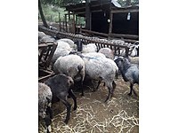 sahibinden satilik kucukbas hayvanlar ilanlari ve fiyatlari sahibinden com da 28 sahibinden satilik kucukbas hayvanlar ilanlari ve fiyatlari sahibinden com da 28