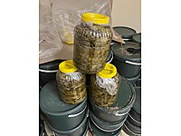 Tokat Üzüm yaprağı