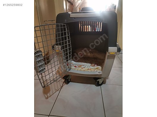 Hayvanlar Alemi / Aksesuarlar / Köpek / Taşıma