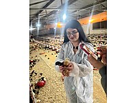 VETERİNER KONTROLLÜ YUMURTA TAVUĞU 81 İLE GÖNDERİM SAĞLANIR #1246260225