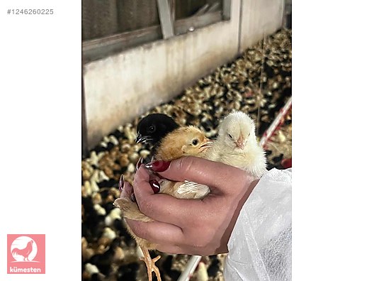 Hayvanlar Alemi / Kümes Hayvanları / Tavuk