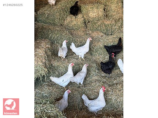 Hayvanlar Alemi / Kümes Hayvanları / Tavuk