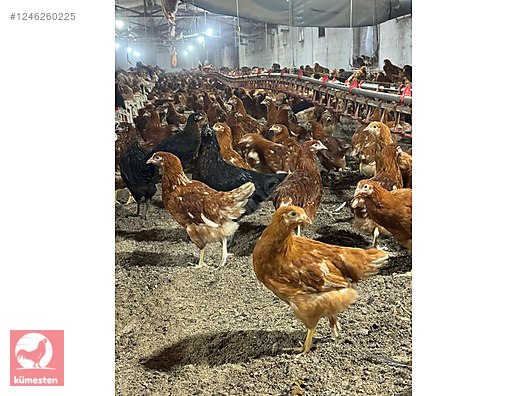 Hayvanlar Alemi / Kümes Hayvanları / Tavuk