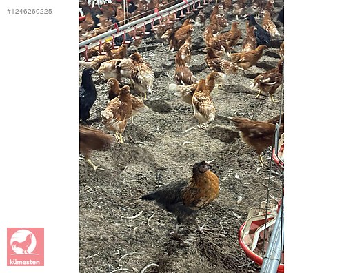 Hayvanlar Alemi / Kümes Hayvanları / Tavuk