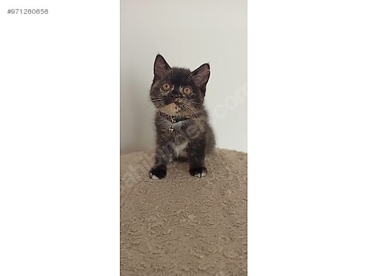 Denizli Kedi Sahiplenme Evcil Hayvan