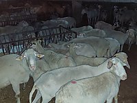 Sahibinden Satilik Koyun Cinsleri Ve Fiyatlari Sahibinden Com Da